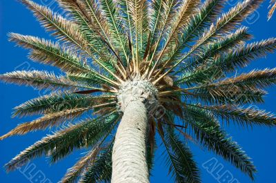 palm & sky