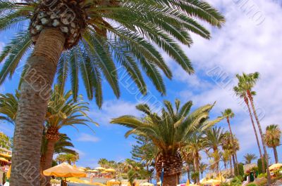 palms & umbrellas