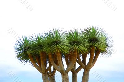 five palms
