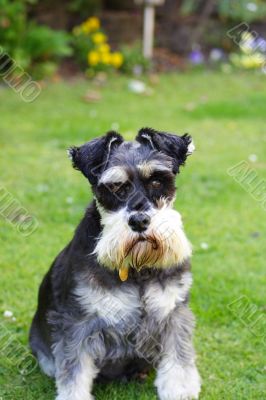 miniature schnauzer