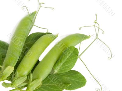 green pea