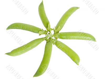 green pea