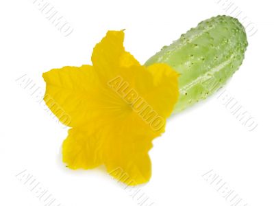 Cucumber