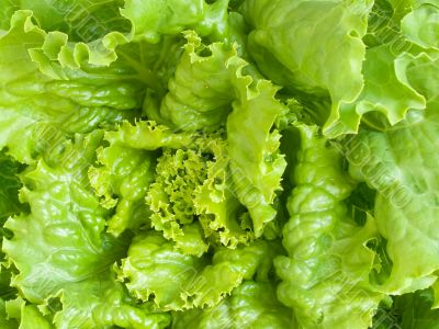 lettuce