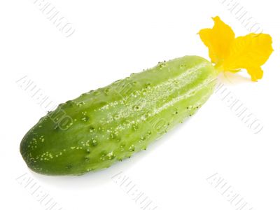 Cucumber