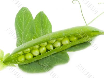 pea cut