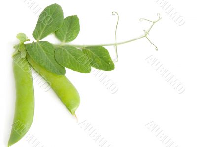 green pea