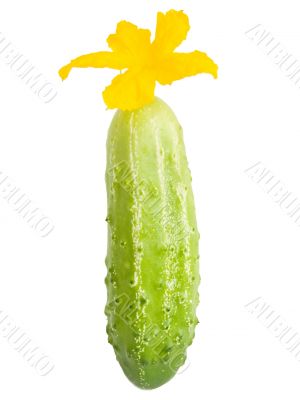 Cucumber