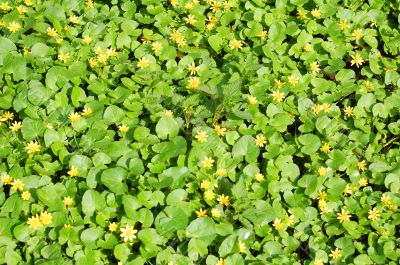 small yellow flowers