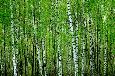 birch forest