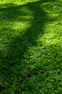 grass & shade