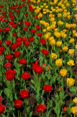 red & yellow tulips