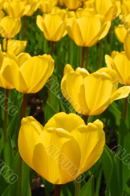 yellow tulips