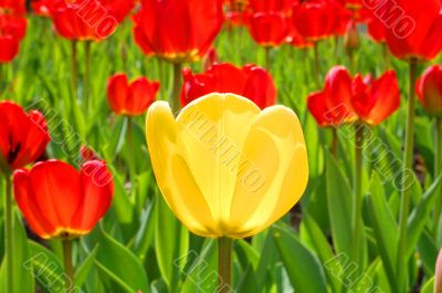 yellow tulip & many red ones