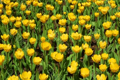 yellow tulips