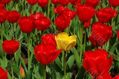yellow tulip in front of red ones