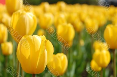 yellow tulips 2