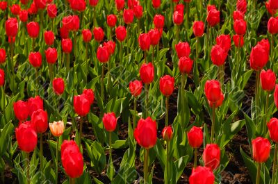 pink tulip & many red ones