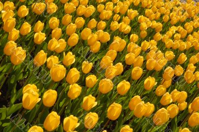 yellow tulips 3