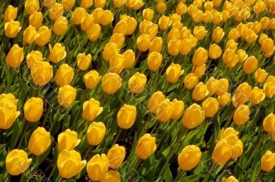 yellow tulips 5