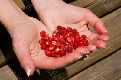 handfull of strawberries