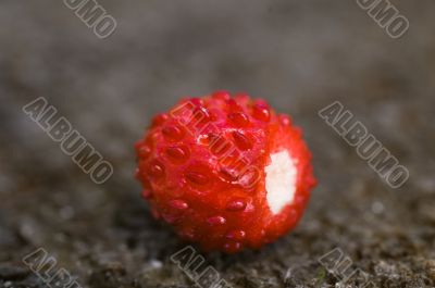 single wild strawberry