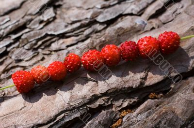 chain of strawberries