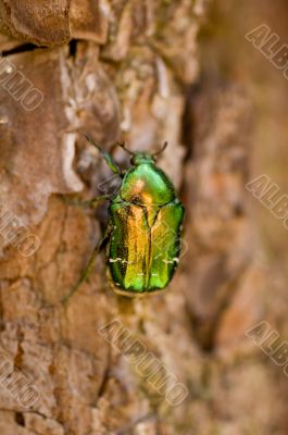 green beetle