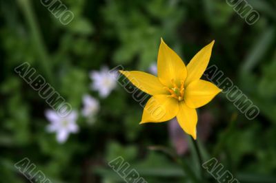 wild tulip