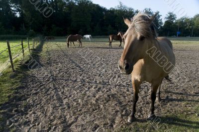 horses
