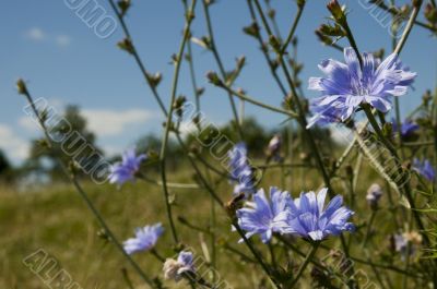 blue cornflowers
