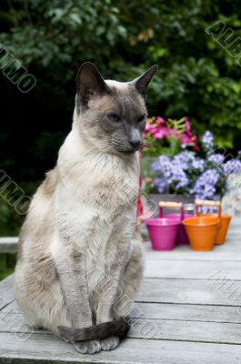 siamese cat