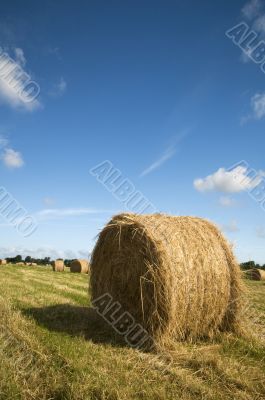 grass harvest