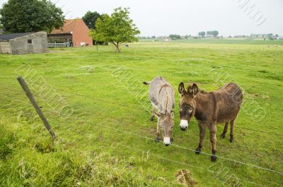 landscape with donkeys