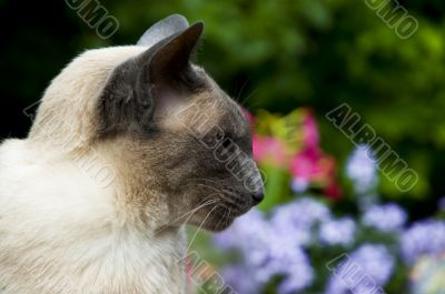siamese cat