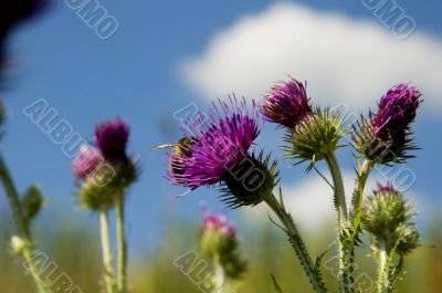 purple thistle
