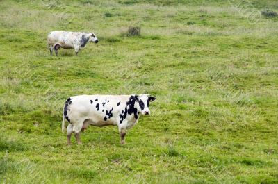 cows with big asses