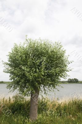 Dutch willow