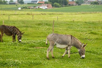 donkeys