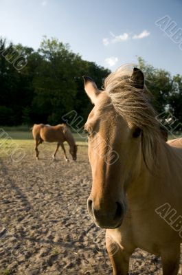 head of a brown horse