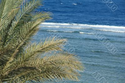 Palm leaves on the background of the Red sea