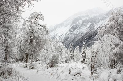 Winter Wonderland