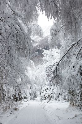 Winter Wonderland