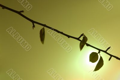Backlit Branch