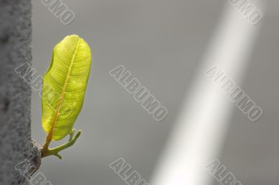 Green Leaf