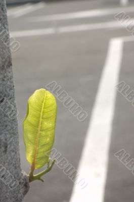 Green Leaf