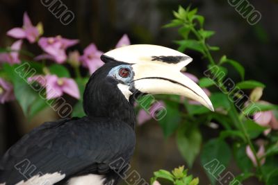 Hornbill C