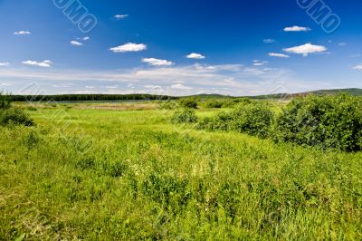 Water meadow