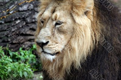 Noble Lion portrait