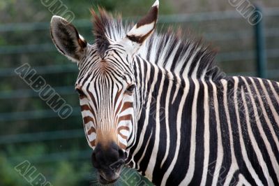 Grevy`s Zebra portrait